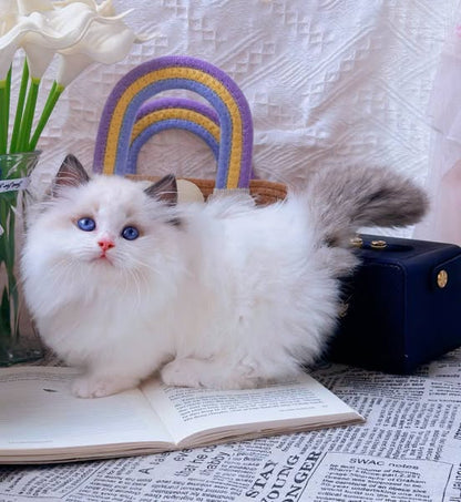 Ragdoll