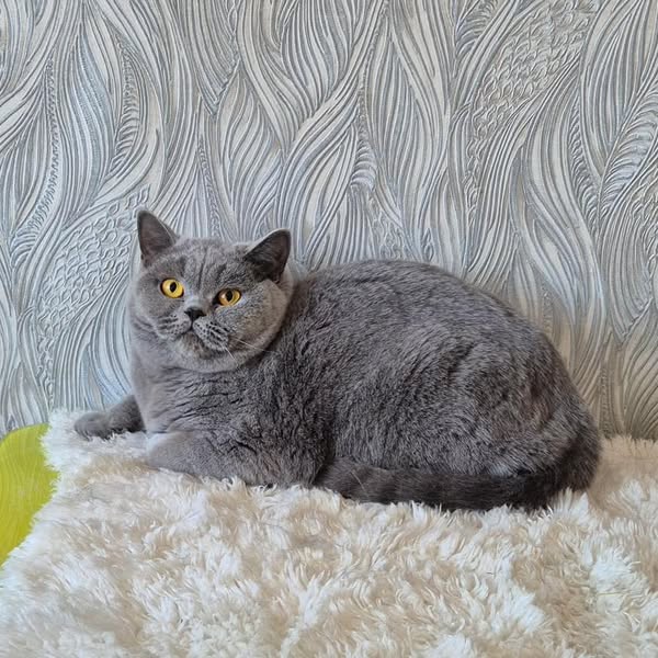 British Shorthair