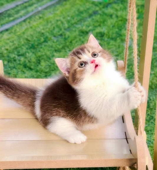 Munchkin