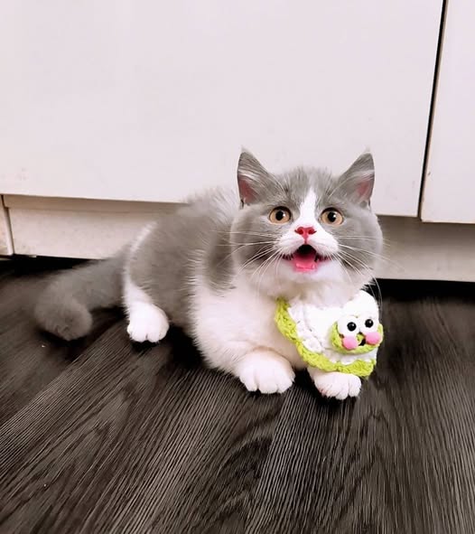 Munchkin