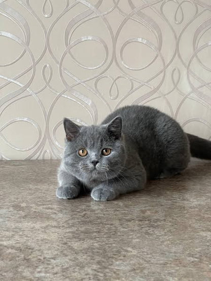 British Shorthair