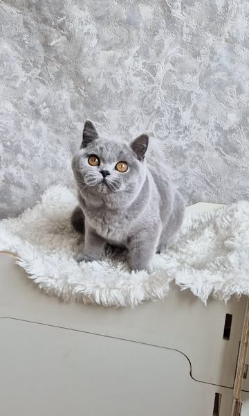 British Shorthair