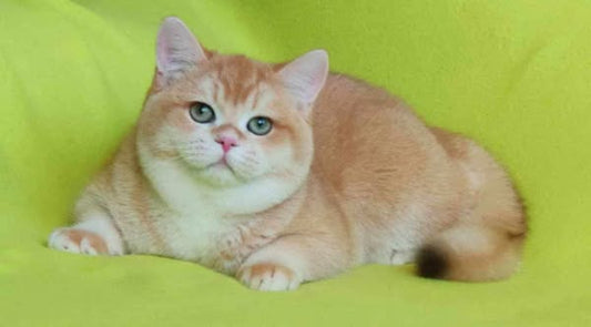 British Shorthair