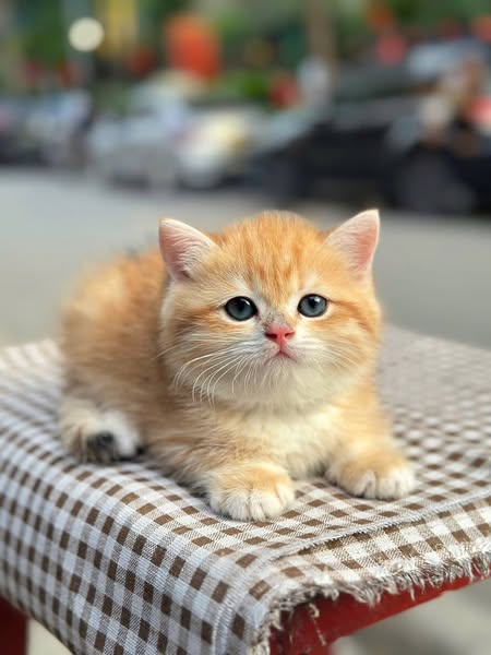 British Shorthair