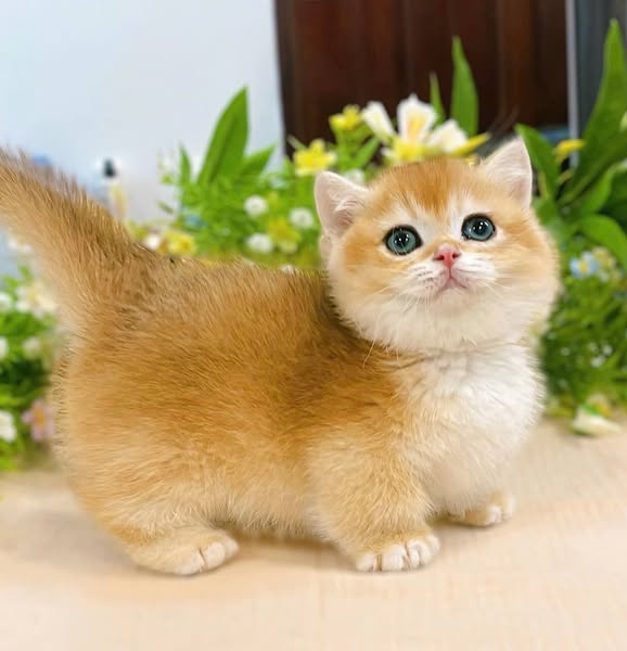 Munchkin