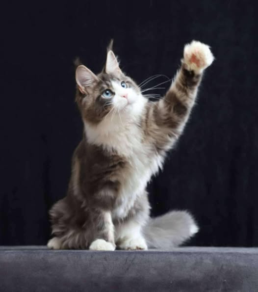 Maine Coon