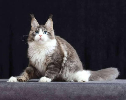 Maine Coon