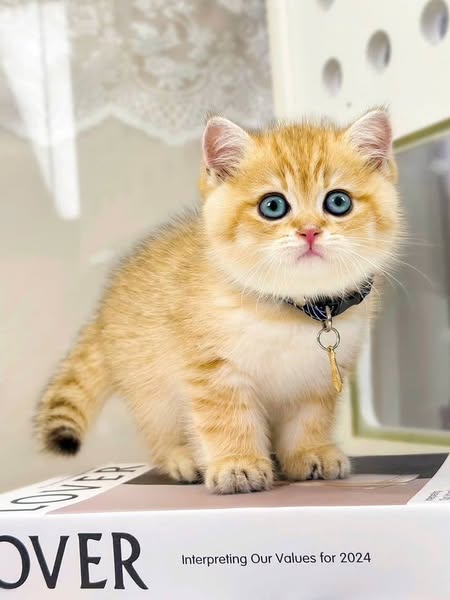 British Shorthair