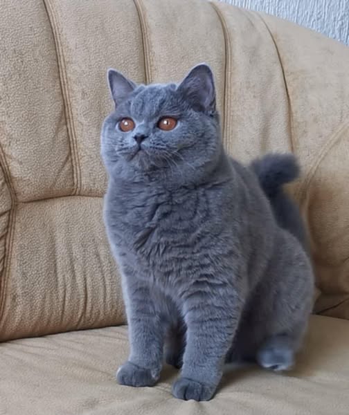British Shorthair