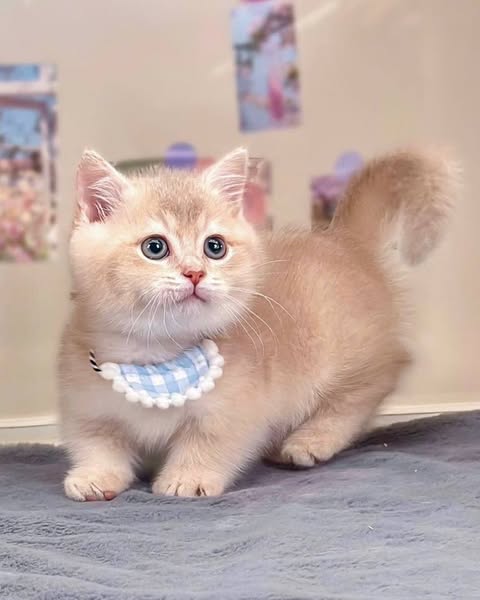 Munchkin