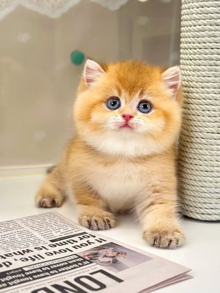 British Shorthair