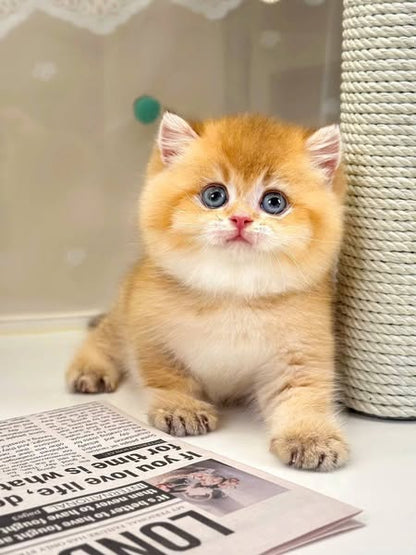 British Shorthair