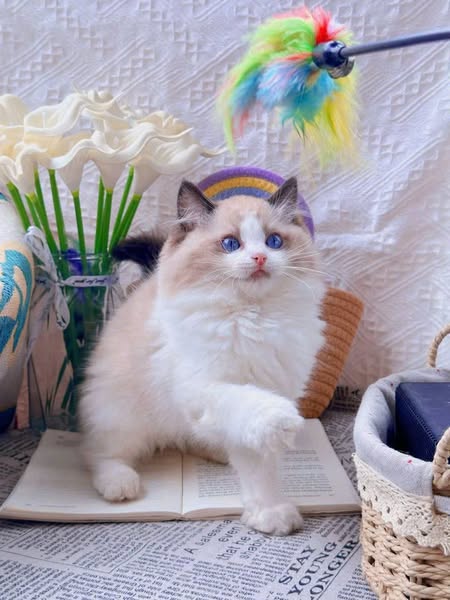 Ragdoll