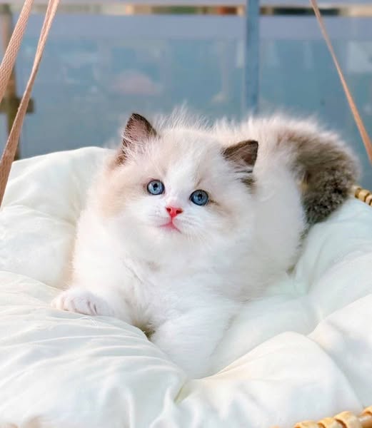 Ragdoll