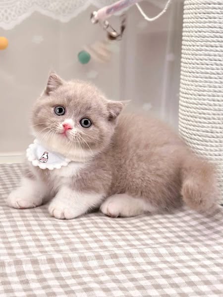 Munchkin