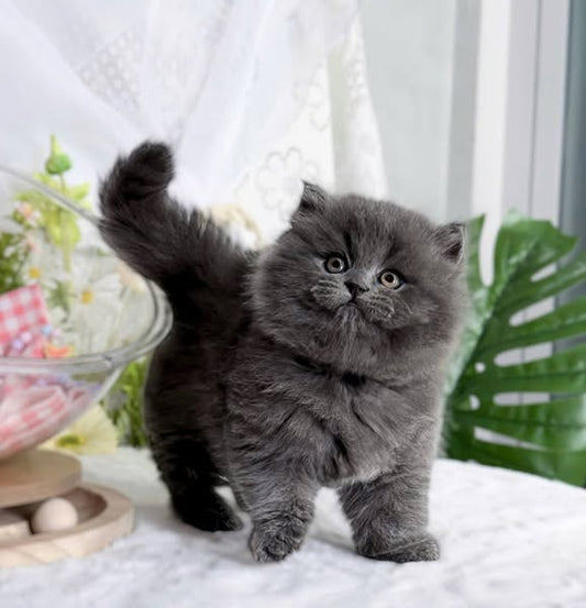 British Longhair
