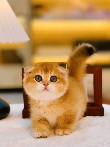 Munchkin Fold