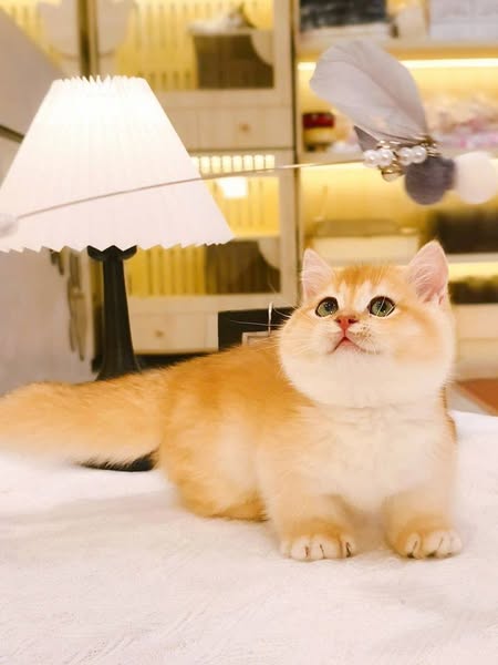 Munchkin