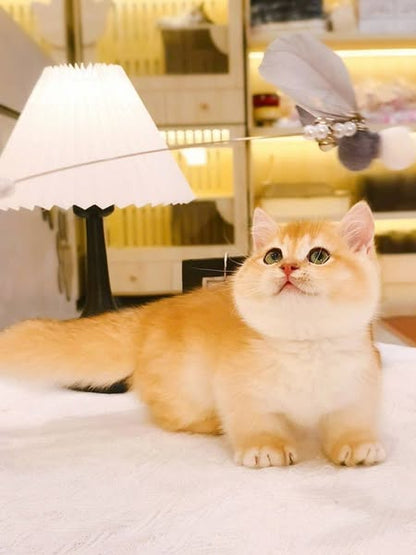 Munchkin