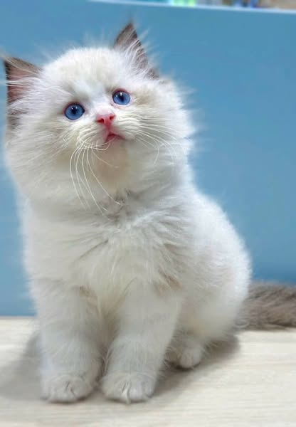 Ragdoll