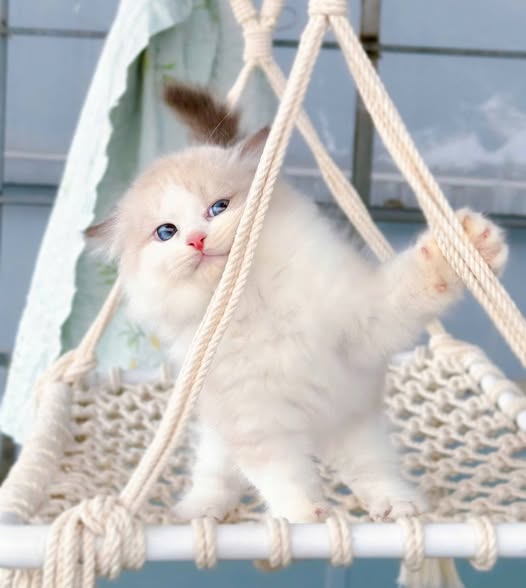 Ragdoll