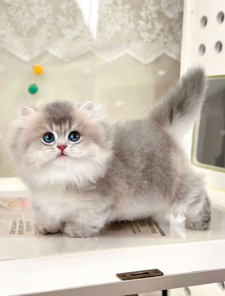 Munchkin Longhair
