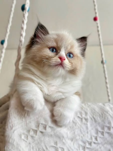 Ragdoll