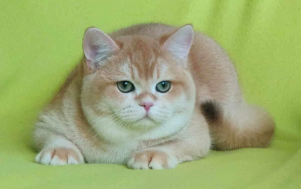 British Shorthair