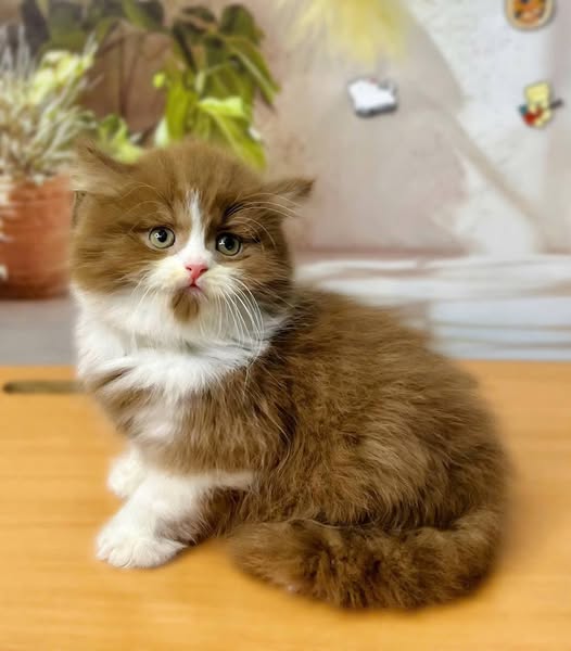 British Longhair