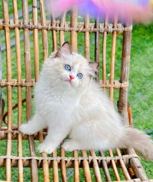 Ragdoll