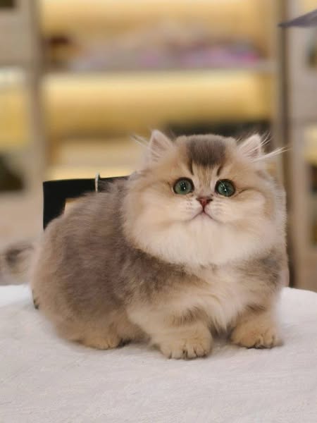 Munchkin Longhair