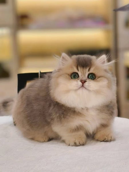 Munchkin Longhair