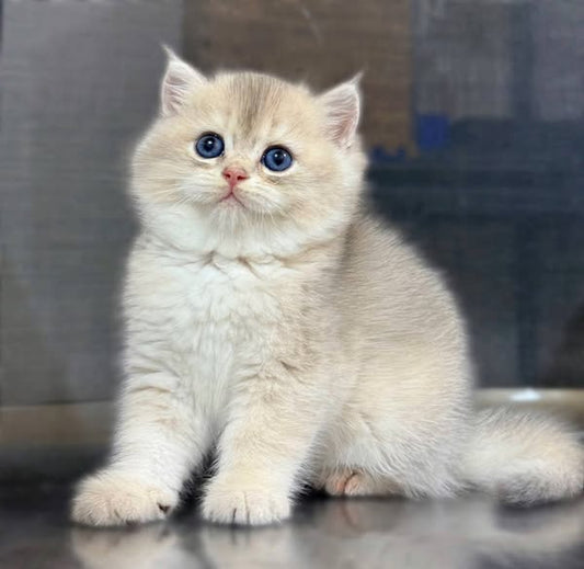 British Shorthair