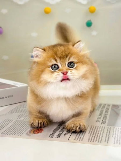 Munchkin Longhair