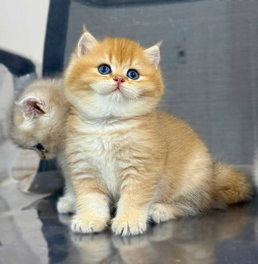British Shorthair