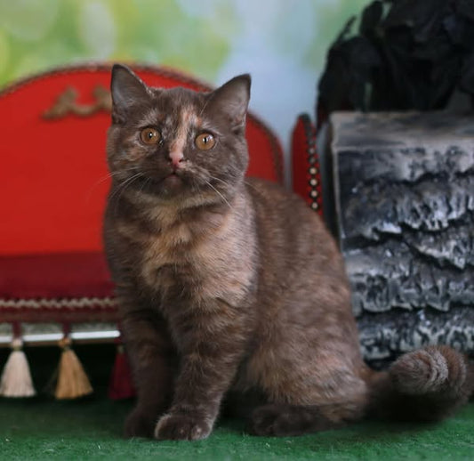 British Shorthair