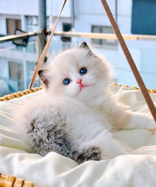 Ragdoll