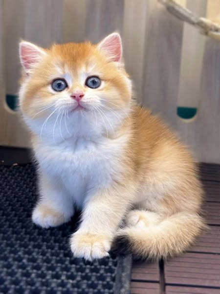 British Shorthair