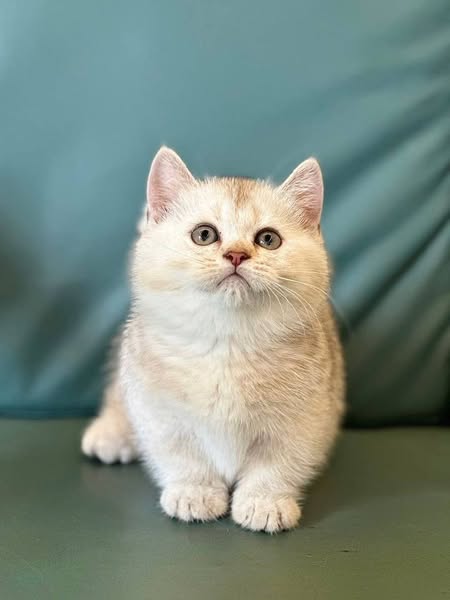 Munchkin