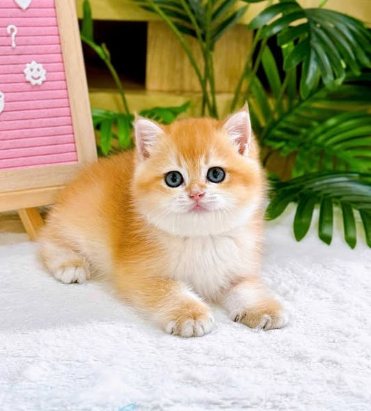 British Shorthair