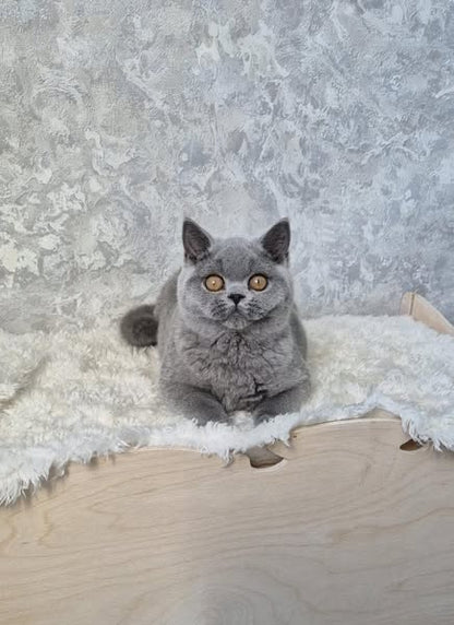 British Shorthair