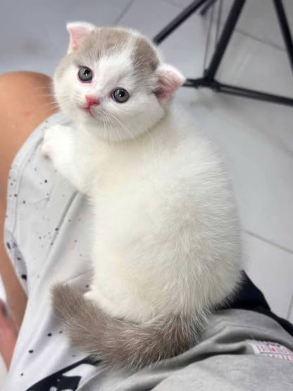 Scottish Fold