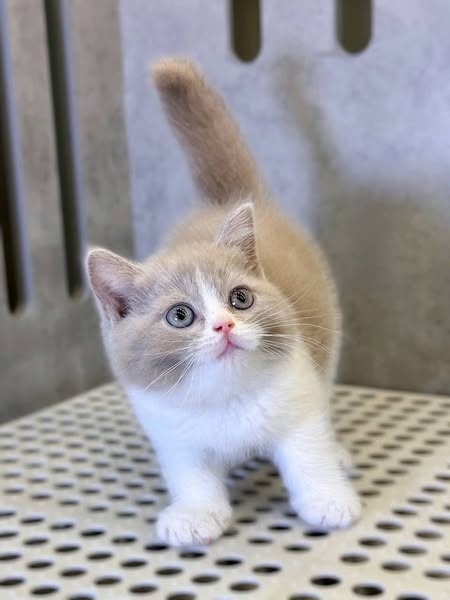 British Shorthair