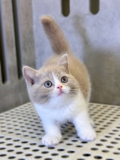 British Shorthair