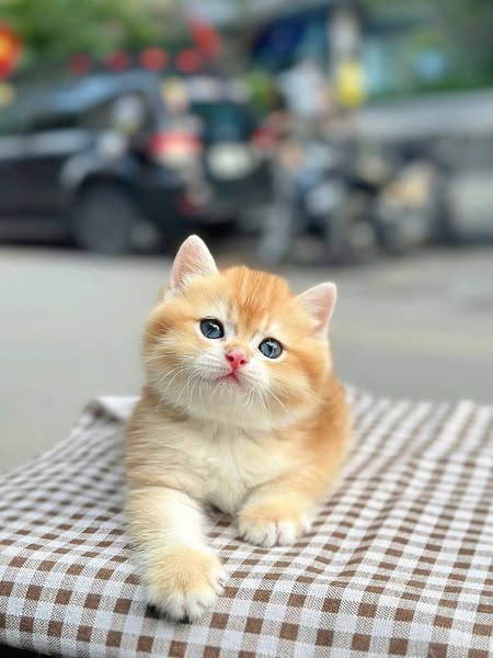 British Shorthair