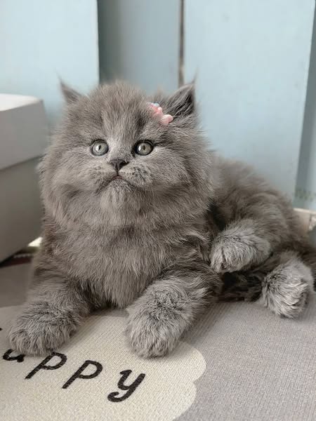 British Longhair