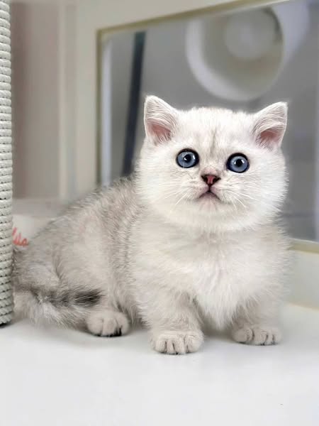 Munchkin
