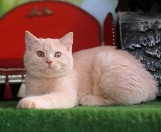 British Shorthair