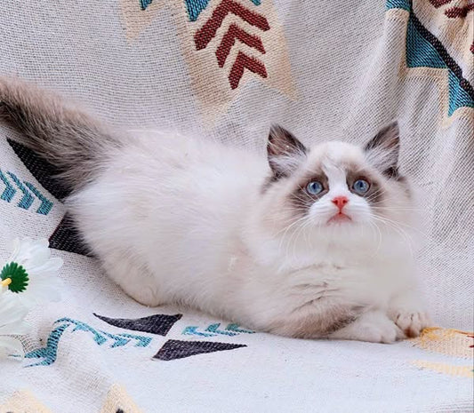 Ragdoll