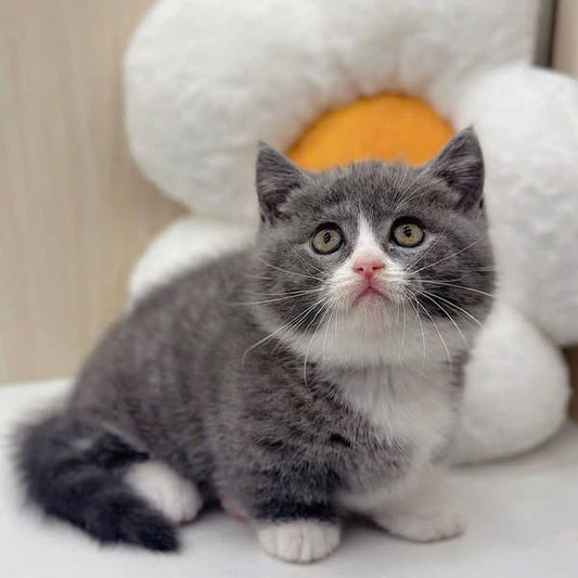 Munchkin